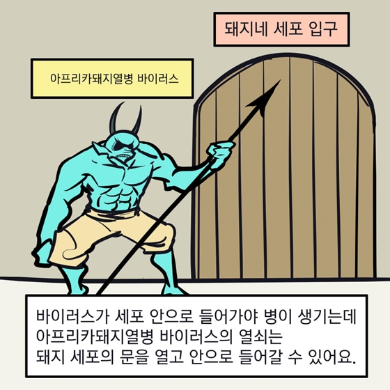 아프리카돼지열병은 사람에게 감염되지 않아요!v