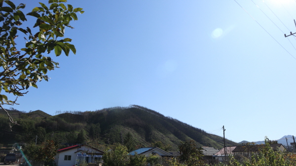 언제 불에 탔느냐고 할 정도로 놀라운 복원력을 보인 옥계면 산과 들이 파랗게 변해있다.