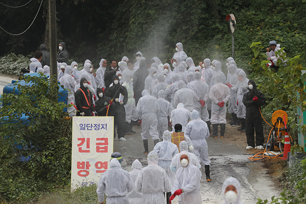 2일 경기도 파주시 파평면의 한 양돈농가에서 아프리카돼지열병(ASF)이 발생해 방역당국이 살처분 작업을 준비하고 있다.(사진=저작권자(c) 연합뉴스, 무단 전재-재배포 금지)