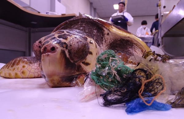 부산 기장군 해안에서 방류된지 11일만에 폐사체로 발견된 붉은바다거북. 뱃속에는 비닐 등 쓰레기가 가득 차 있었다. (출처=국립생태원) 