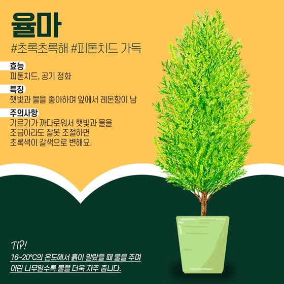 내 맘을 위로해 줄 반려식물로 육아 스트레스 날리기!