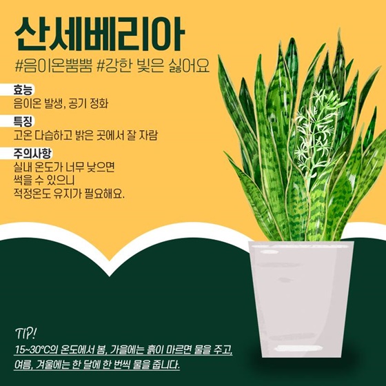 내 맘을 위로해 줄 반려식물로 육아 스트레스 날리기!