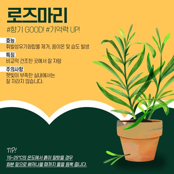 내 맘을 위로해 줄 반려식물로 육아 스트레스 날리기!