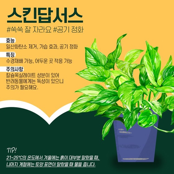 내 맘을 위로해 줄 반려식물로 육아 스트레스 날리기!