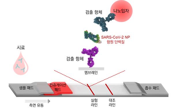 코로나19 바이러스 항원 신속진단 기술 모식도