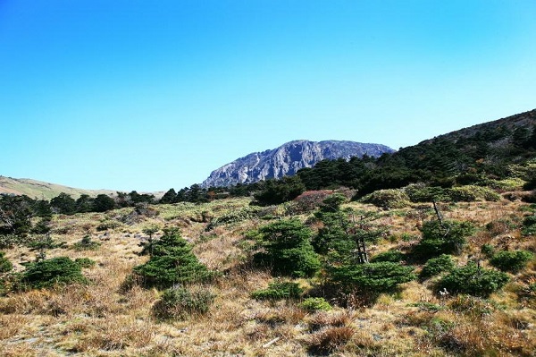 한라산 수상나무 군락.