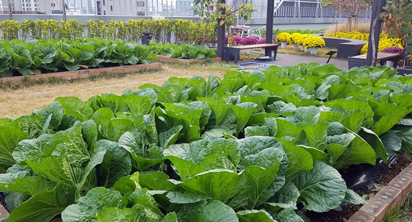 옥상텃밭의 싱싱한 푸른 빛이 나오기까지, 결코 푸르기만 하진 않았다. 