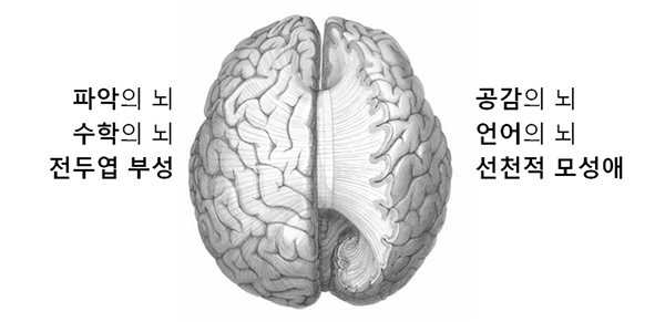 아빠의 뇌와 엄마의 뇌 구조.