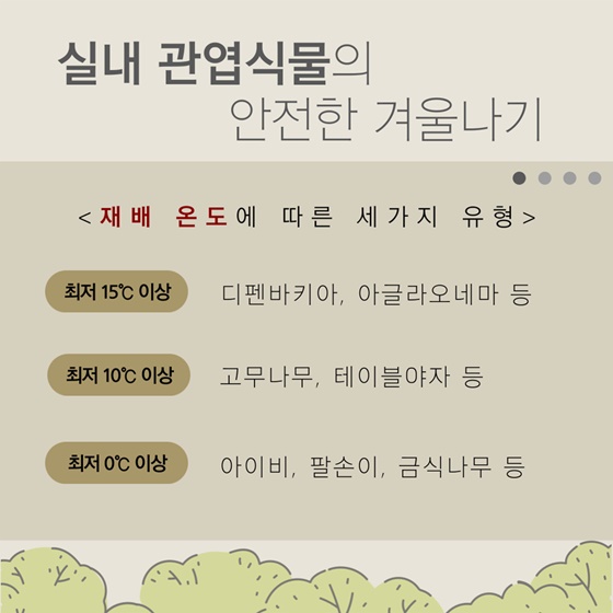 슬기로운 관엽식물 겨울 관리법