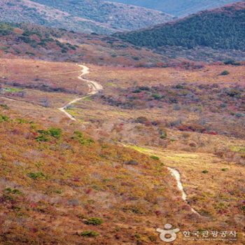 천황산 일원에 펼쳐진 억새밭 사이를 가로지르는 길이 한 폭의 그림 같다