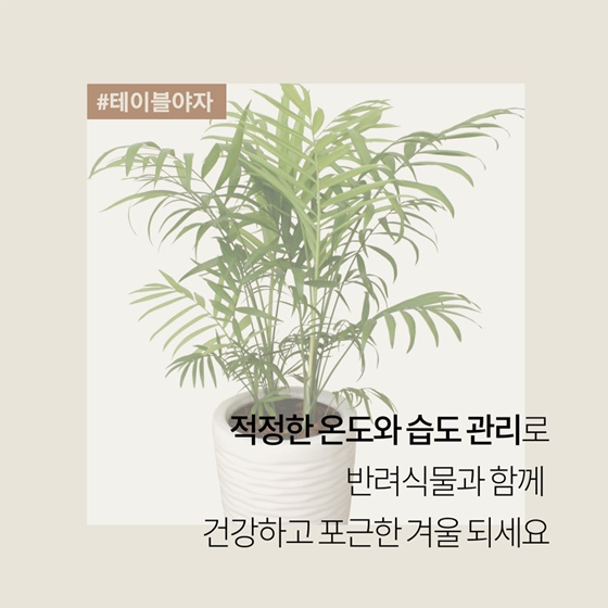 슬기로운 관엽식물 겨울 관리법