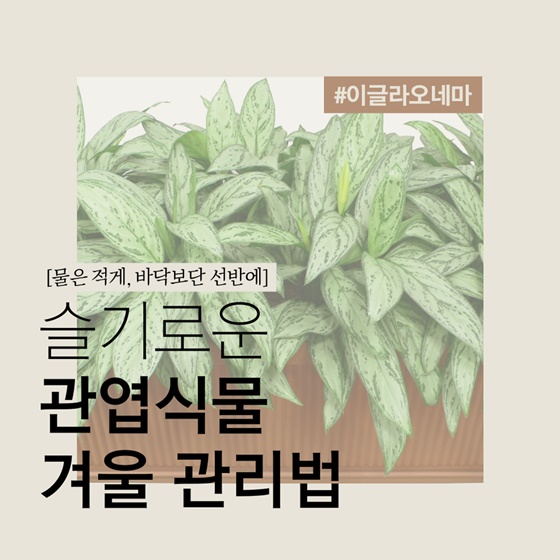 슬기로운 관엽식물 겨울 관리법