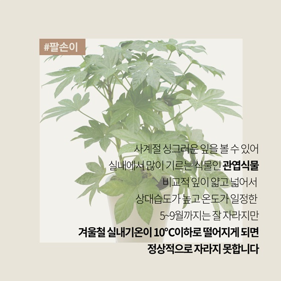 슬기로운 관엽식물 겨울 관리법