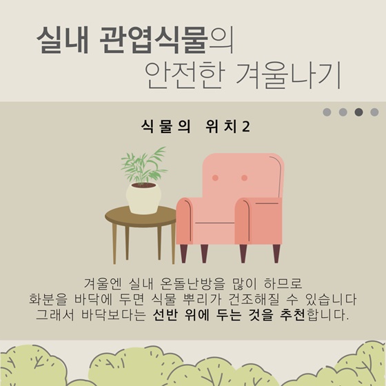 슬기로운 관엽식물 겨울 관리법