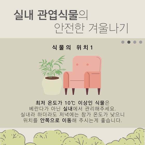 슬기로운 관엽식물 겨울 관리법