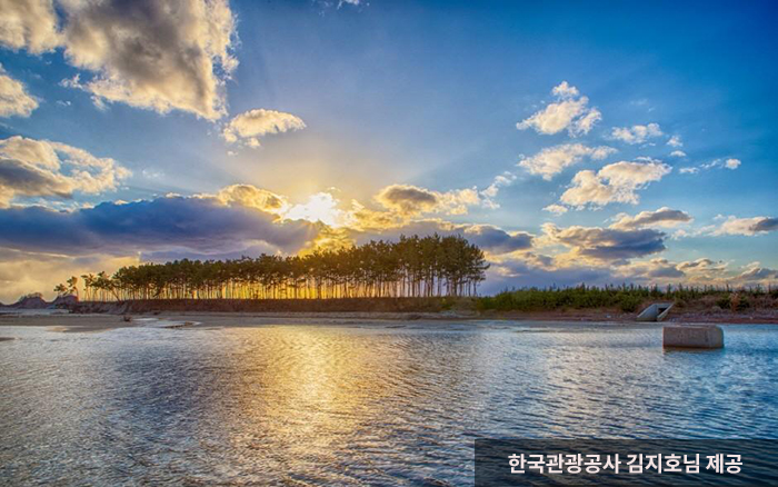 자연과 어우러져 나란히 줄 서 있는 소나무. - 한국관광공사 김지호님 제공