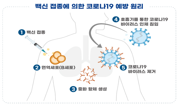 백신 접종에 의한 코로나19 예방 원리.