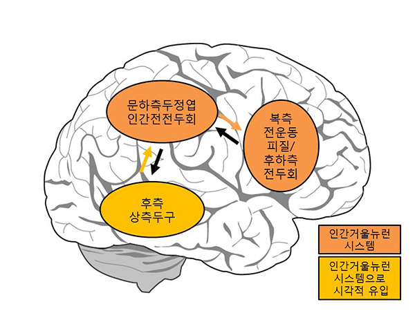 인간거울뉴런시스템.