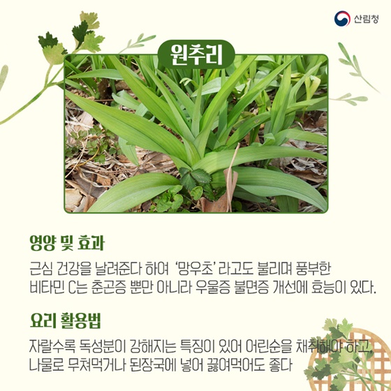 원추리