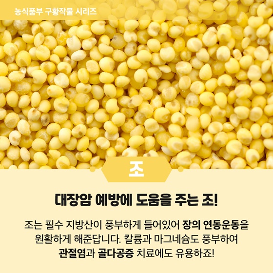 [조] 대장암 예방에 도움을 주는 조!