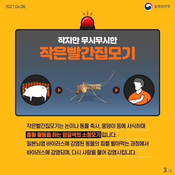 작지만 무시무시한 작은빨간집모기