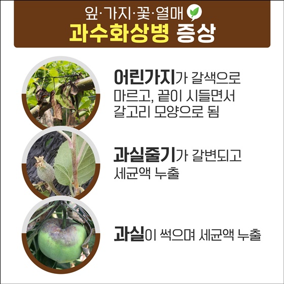 잎·가지·꽃·열매 과수화상병 증상