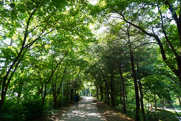 열과 미세먼지를 고스란히 막아줄 듯 우거진 숲.