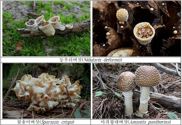 가야산국립공원에 서식하는 다양한 버섯