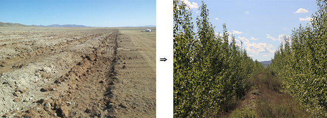 몽골 그린벨트 조림사업 전후 광경(룬솜지역).