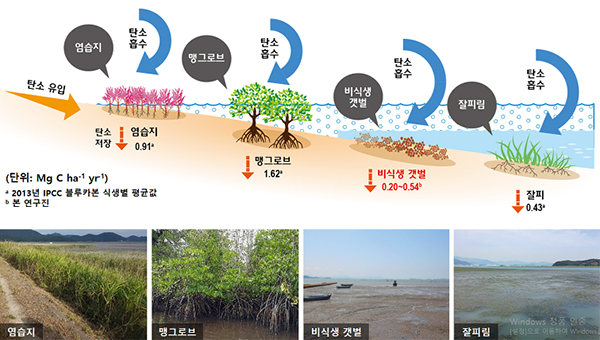 블루카본 서식지별 탄소저장능력, 서울대 연구 결과.(이미지=김종성 교수 제공)