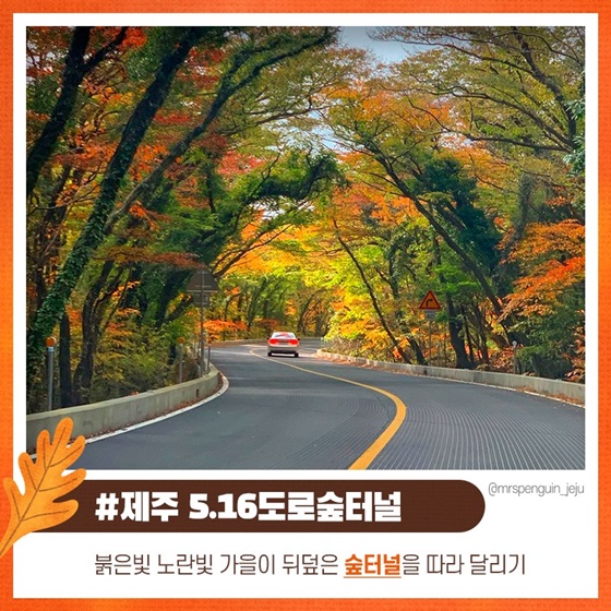 #제주 5.16도로 숲터널