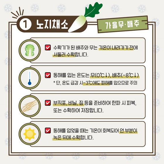 노지채소 (가을 무·배추)