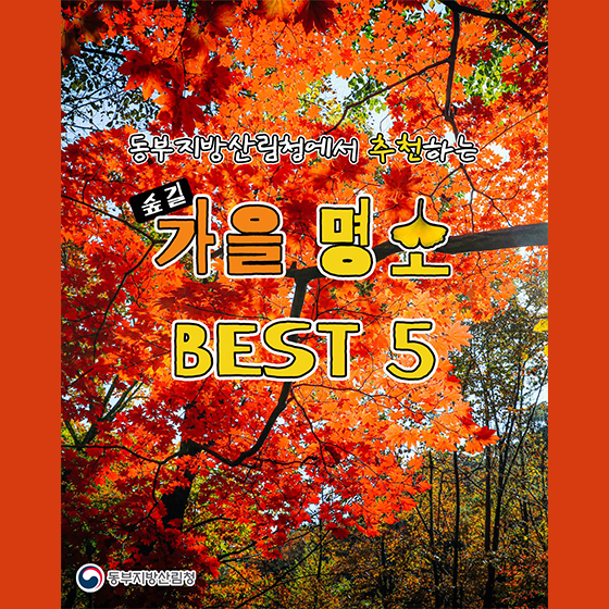 가을명소(숲길) BEST 5