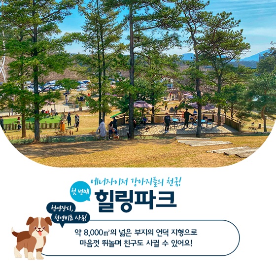 에너자이저 강아지들의 천국! 힐링파크