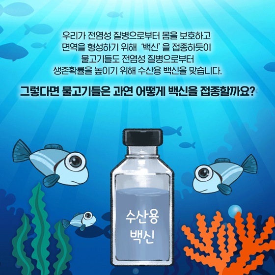 물고기들도 전염성 질병으로부터 생존확률을 높이기 위해 수산용 백신을 맞습니다