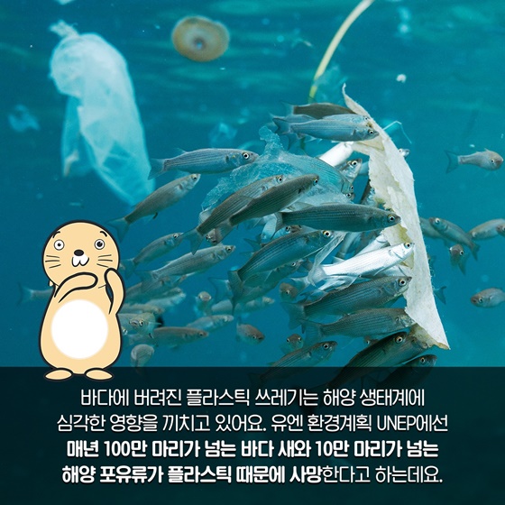 바다에 버려진 플라스틱 쓰레기는 해양 생태계에 심각한 영향을 끼치고 있어요