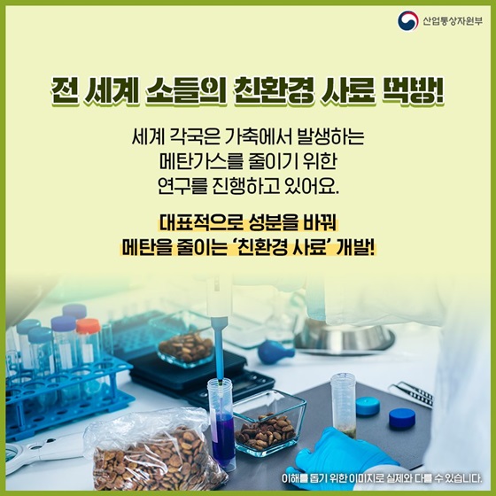 전 세계 소들의 친환경 사료 먹방!