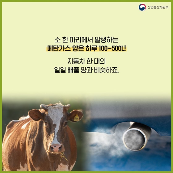소 한 마리에서 발생하는 메탄가스 양은 하루 100~500L!