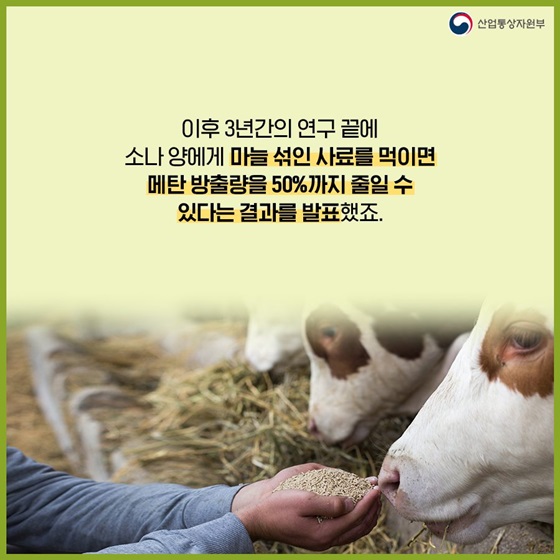 소나 양에게 마늘 섞인 사료를 먹이면 메탄 방출량을 50%까지 줄일 수 있다는 결과를 발표했죠.