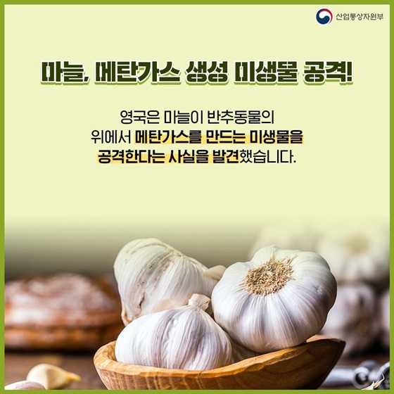 마늘, 메탄가스 생성 미생물 공격!