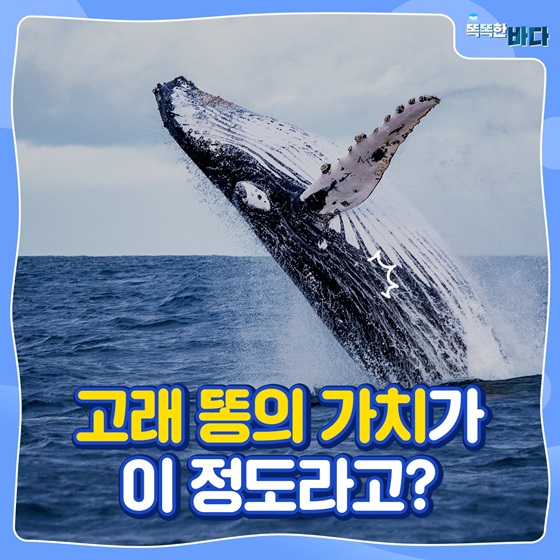 고래 똥의 가치가 이 정도라고?