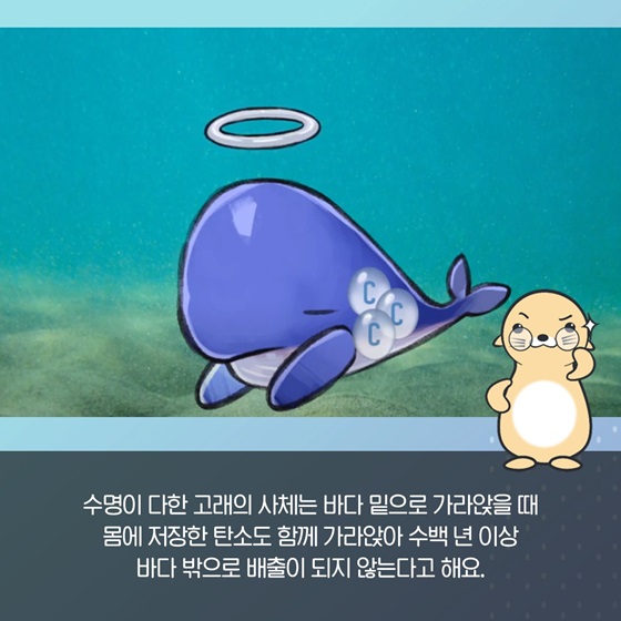 고래의 사체는 바다 밑으로 가라앉을 때 몸에 저장한 탄소도 함께 가라앉아