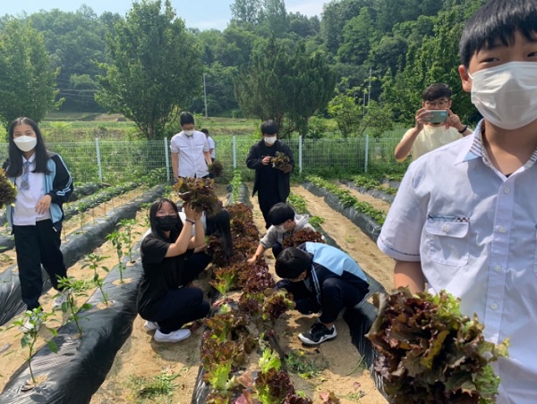 안의중학교 1·2·3학년 학생들이 직접 재배한 상추를 수확하고 있다. (사진=안의중학교)