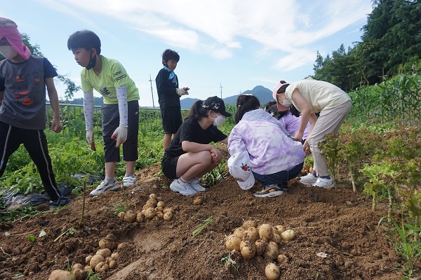 천태초등학교 학생들이 감자캐기 활동에 참여하고 있다. (사진=천태초등학교)