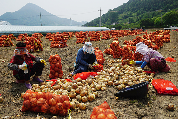 경남 창녕군 부곡면 학포마을에서 농부들이 수확한 양파를 출하하기 위해 양파망에 포장하고 있다.(사진=저작권자(c) 연합뉴스, 무단 전재-재배포 금지)