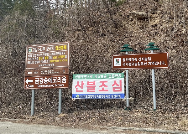 금강소나무 군락지 입산 통제 표지판