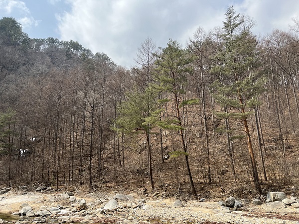 금강송 군락지 입구로 가는 길목