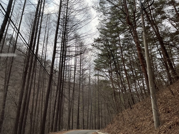 금강송 군락지 입구로 가는 길목