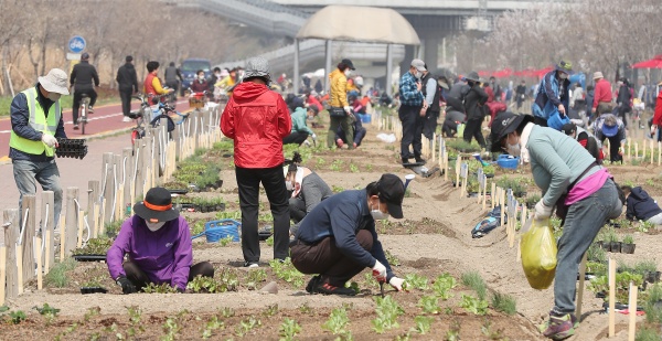 서울 동대문구 중랑천 도시농업 체험학습장에서 사람들이 봄기운을 느끼며 상추,부추 등을 텃밭에 심고 있다