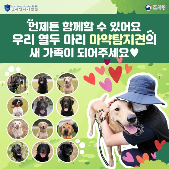열두 마리 마약탐지견의 새 가족이 되어주세요!